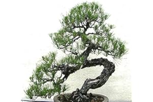 MYSEEDS.CO - BIG PACK SEEDS Big Pack Bonsai Tree Seeds - Japanese Black Pine Tree (150 Seeds), Pinus thunbergiana Pine Tree Seeds - Non-GMO Seeds by MySeeds.Co (Big Pack - Japanese Black Pine)