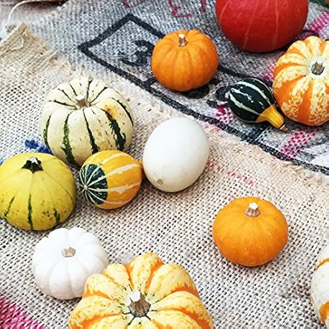 Amazon おもちゃかぼちゃ ハロウィン観賞用かぼちゃ 5個 装飾 飾り付け ハロウィン まとめ買い 観葉植物 オンライン通販