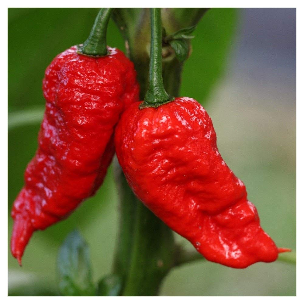 PREMIER SEEDS DIRECT - HOT Chilli Pepper - BHUT JOLOKIA RED - 10 Finest Seeds