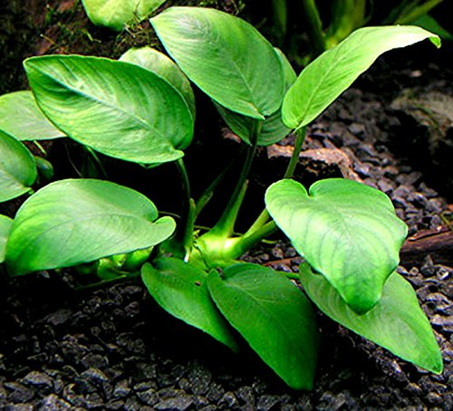 25 Live Aquarium Plants/9 Different Kinds - Amazon Swords, Anubias, Java Fern, Ludwigia and much more! Great plant sampler for 10-15 gal tanks!