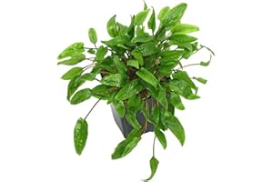 CANTON AQUATICS Cryptocoryne Wendtii Green Bare Root - Versatile and Durable ¬- Classic Plant - Mid-Ground Positioning - All Natural & Organic Aquatic Plant - Long Lasting & Easy to Care - 2" Pot