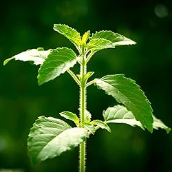 Aromatics International Tulsi Holy Basil Essential