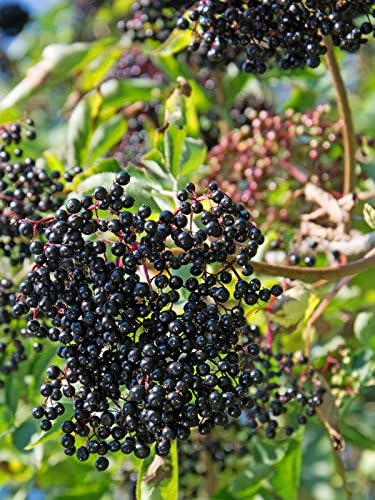 2 Stck Sambucus Nigra Haschberg Schwarzer Holunder Haschberg Fliederbeere Haschberg Containerware 60 100 Cm Amazon De Garten