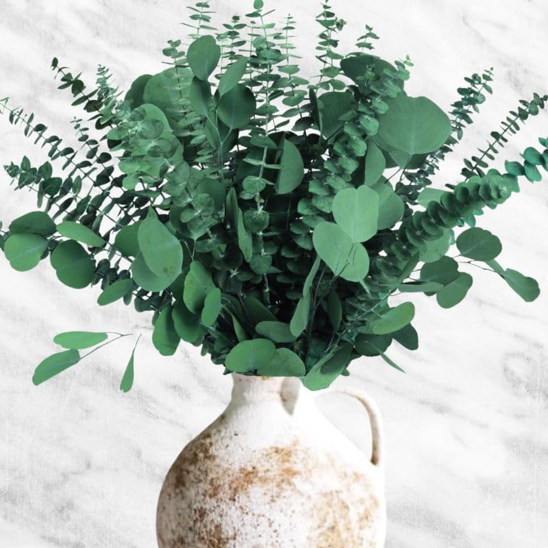 Photo 1 of 24PCS Dried Eucalyptus & Silver Dollar Leaves Bundle - 17" Large Real Eucalyptus Leaves for Shower, Home Decor, Bathroom, Dried Flowers, Christmas Garland