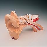Denoyer-Geppert Giant Human Ear Model