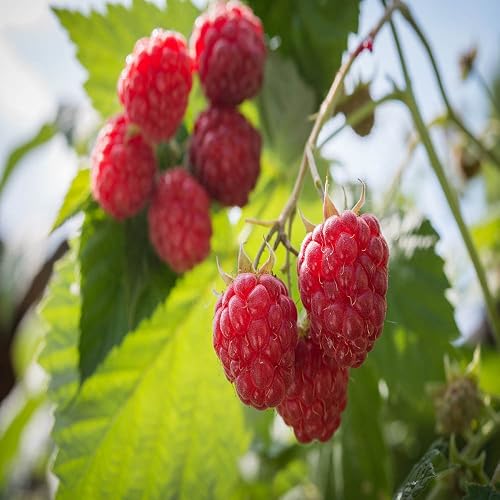 2 Caroline Red - Raspberry Plant - Everbearing - All Natural Grown ...