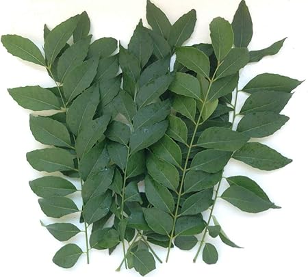 Amazon 増量中 希少 生産者様直送 無農薬 カレーリーフの葉 生葉 約150g 他商品との同梱 代引き お届け日 時間指定不可 メール便 ポスト投稿 pegマーケット ホーム キッチン 通販 Amazon 増量中 希少 生産者様直送 無農薬 カレーリーフの葉 生葉 約150g 他商品との同梱 代引き お届け日 時間指定不可 メール便 ポスト投稿 pegマーケット ホーム キッチン 通販