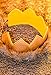 Wild Gold Max Crown Pleather Fur Play Boys Girls Dress Up Birthday Party Cake Smash Things