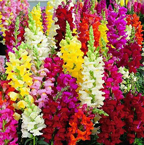 MaliaGarden Antirrhinum Dwarf Plant Flower Seeds - Mixed Flower Seeds - Pack of 50 Seeds