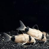Swimming Creatures&trade; 5 Panda Cory Catfish Live Fish &ndash; Corydoras Panda &ndash; Peaceful Freshwater Bottom Dweller for Community Aquariums, Tank Raised Aquarium Fish