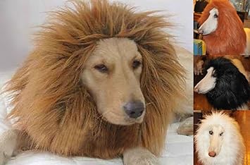 動物画像無料 元のライオン の たてがみ Amazon