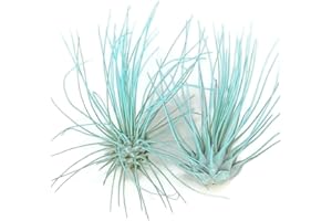 GENERIC Thin Air Plant, Guatemala Tillandsia Live Airplant, Healthy Arrival Guaranteed, Great Indoor Plant, Home Decor & Gift (Jade)