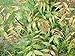 Silk & Stone Neem Powder (Azadirachta Indica)- 100g. Antibacterial, Anti-fungal, Germicidal, and Dandruff Control. Great for Skin and Hair.