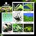 SunGrow Aquarium Algae Control - Kill algae in 5 days: Fast and effective: Safe for Fish & Shrimps: For Freshwater & Marine Use