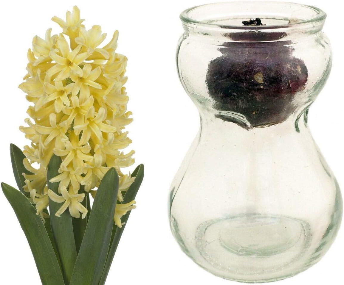 Clear Glass Hyacinth Vase + Yellow Hyacinth Bulb Amazon.co.uk Garden
