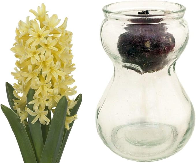 Clear Glass Hyacinth Vase + Yellow Hyacinth Bulb Amazon.co.uk Garden