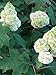Gatsby's Moon Oakleaf Hydrangea - 4