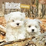 Maltese Puppies 2016 Mini 7x7 (Multilingual Edition)