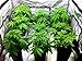 WENFENG Grow Tent 48”x48”x80”, Hydroponic Garden Tent with Heavy Duty Anti-Burst Zipper, 600D Mylar Waterproof Floor Tray for Indoor Plant Growing
