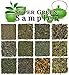 Solstice Loose Leaf Green Tea Loose Leaf Green Tea Sampler (12-Tea Variety Set) - Gunpowder Green Tea, Dragonwell, Genmaicha, Sencha, Young Hyson & More. 12 Exotic Teas from Japan & China, Approx. 180+ Cupsmpler (12-Tea Variety Set) - Gunpowder Green Tea, Dragonwell, Genmaicha, Sencha, Young Hyson & More. 12 Exotic Teas from Japan & China, Approx. 180+ Cups