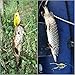 wLure 5 Hollow Body Topwater Frogs Fishing Lures Baits with Free Tackle Box 2 1/5 Inch 3/8 Oz FG43KBUS