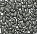 Bean Seed, Black Turtle Bush Bean, Heirloom, Organic, Non Gmo, 20+ Seeds, Terrific Black Beans