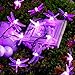 SEMILITS Solar String Lights 20Ft 30LED Dragonfly Shaped Waterproof Fairy Decoration Lighting for Indoor/Outdoor,Patio Christmas Party Holiday Decorations