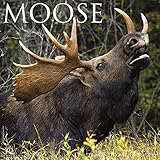 Moose 2019 Wall Calendar