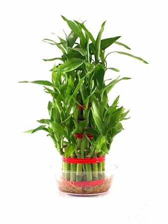 Rolling Nature Lucky Bamboo- 3 Layer