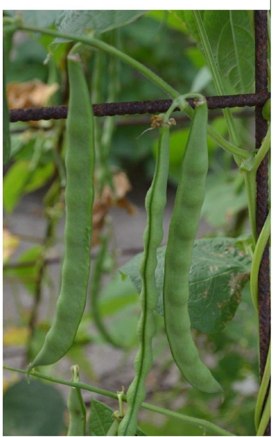 Portal Cool Bush Verde Frijol Semillas Huerto Grano de Princesa ...