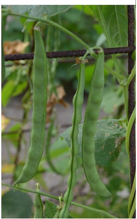Portal Cool Bush Verde Frijol Semillas Huerto Grano de Princesa ...