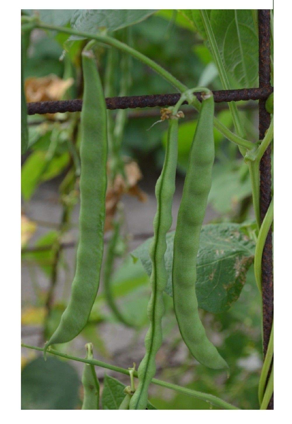 Portal Cool Bush Verde Frijol Semillas Huerto Grano de Princesa ...