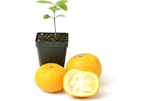 GERALD WINTERS AND SON Yuzu Citrus Tree Starter Plant. Citrus Junos. 3" - 5"