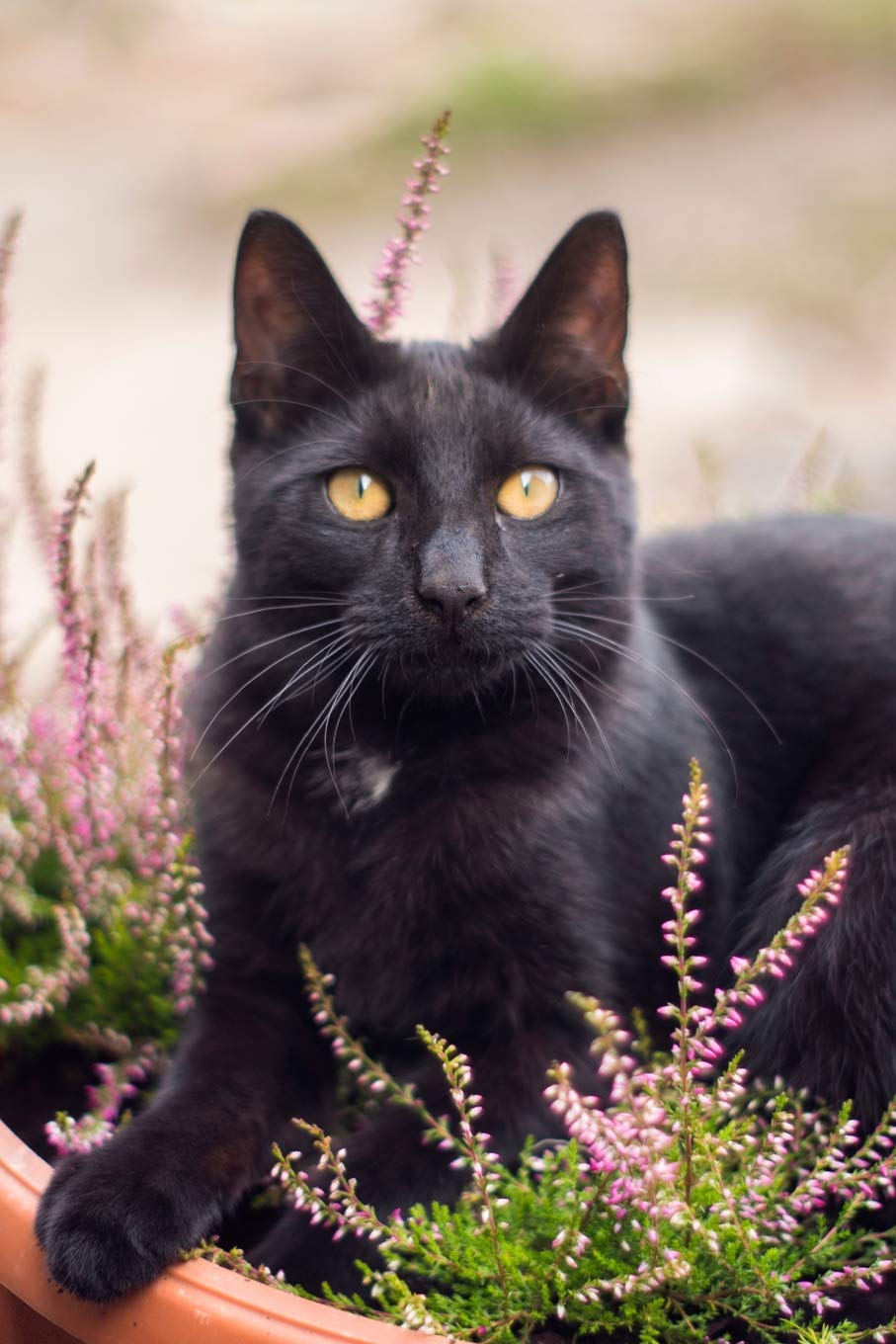 beautiful black cats