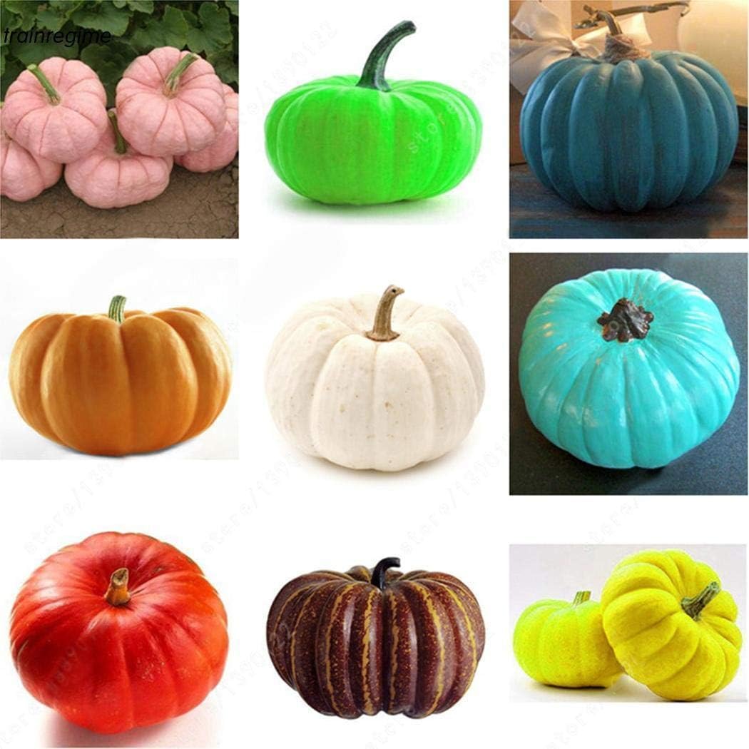 AGROBITS Tipo 12: 20P jardín de Calabaza Semillas Huerto de ...