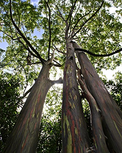 Rainbow Eucalyptus Trees