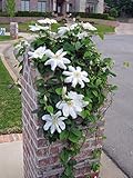 *GIANT CLEMATIS* 