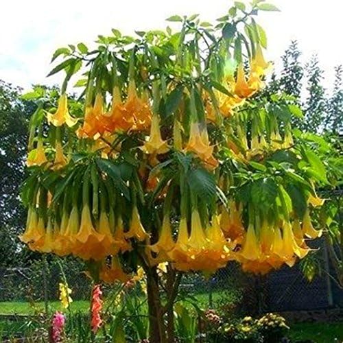 Teaio Flower Seeds, Mandala Datura Brugmansia Seeds Potted Bonsai Trumpets Angel Flower Seeds, 100PCS/Bag