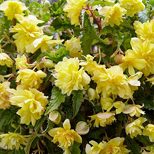 Begonia Yellow Pendula 3 by Taylors Bulbs
