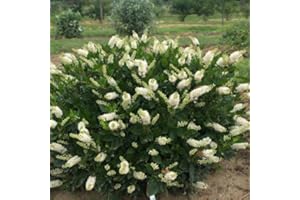 GREEN PROMISE FARMS GreenPromiseFarms CLETHRA `SUGARTINA CRYSTALINA` (Summersweet) Shrub, 3 Size Container, White Flowers