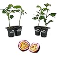 Purple Possum Passion Fruit Plant - 4 Live Starter Plants - Edible Fruit Bearing Vine for The Patio and Garden