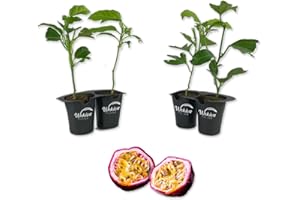 WEKIVA FOLIAGE Purple Possum Passion Fruit Plant - 4 Live Starter Plants - Edible Fruit Bearing Vine for The Patio and Garden