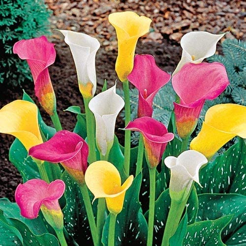 Audbhidhi Zantedeschia Calla Lily Flower Bulbs 100% Imported Rare Variety For All Season Home Gardening Planting (Pack Of 10 ) Mixed Colour 2