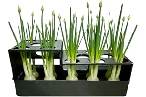 Green Onion Grower - Hydroponic Regeneration Sprouting Container | Green Onion Grower Container, Scallion Growing Kit, Indoor