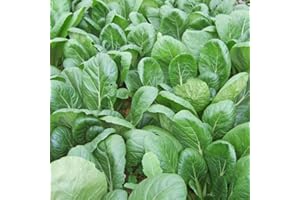 S-PONE 1000+ Komatsuna Mustard Spinach Seeds Japanese USA Asian Chinese Greens Seed Non GMO