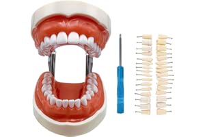 WINDPLUSYA Typodont Teeth Model with Removable Teeth,Dental Tooth Model Suitable for Teaching, Practice and Study, with a Small Screwdriver. (Model and 32 Teeth)