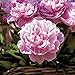 Van Zyverden Sarah Bernhardt Peonies Roots (Set of 3), Pink