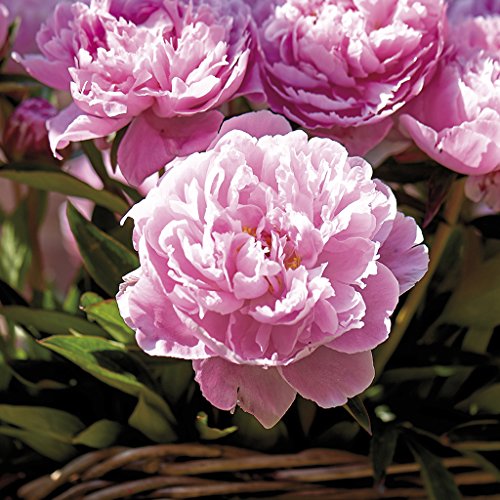 Van Zyverden Sarah Bernhardt Peonies Roots (Set of 3), Pink Van Zyverden Sarah Bernhardt Peonies Roots (Set of 3), Pink