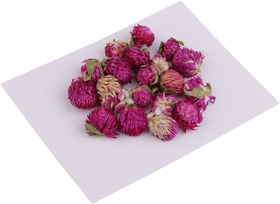 Buy Street27 20 Pieces Dried Pressed Flowers Real Dry Gomphrena Globosa