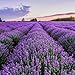 Crème Dingenue Essential Lavender Oil with Dropper – All Natural Sleep Aroma Therapy, Relaxing Bath, & Massage 4 oz.